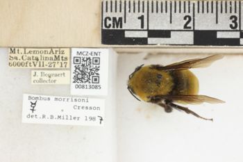 Media type: image;   Entomology 813085 Aspect: labels